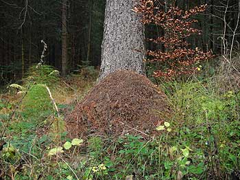 mravljišče