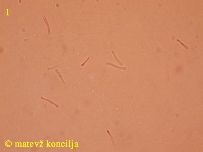 Melasmia acerina - Mikrokonidien