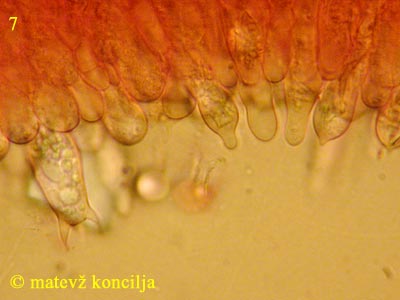 Russula acrifolia - kajlocistide