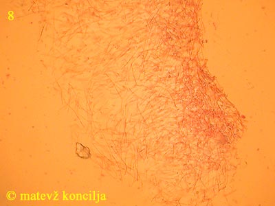 Russula acrifolia - HDS