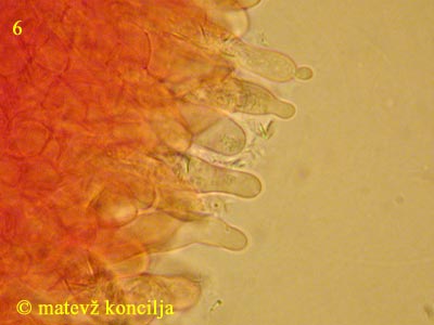 Russula acrifolia - pleurocistide