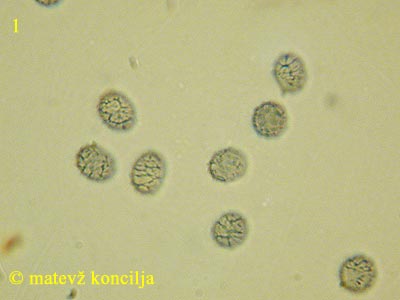 Russula acrifolia - trosi