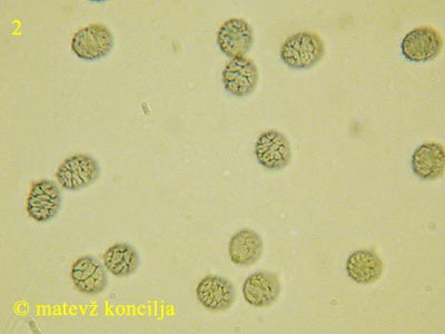 Russula acrifolia - Sporen