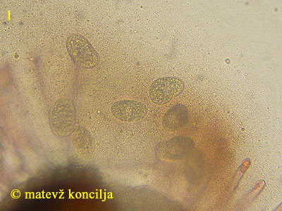 Uncinula adunca - askospore