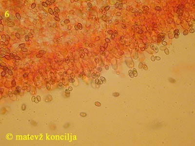 Stropharia aeruginosa - ploska stran lističa
