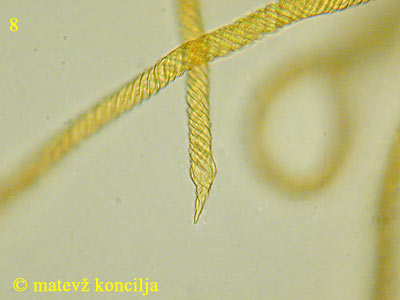 Trichia affinis - capillitium