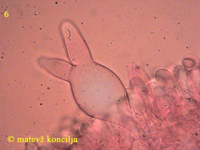 agrocybe species - Pleurozystide