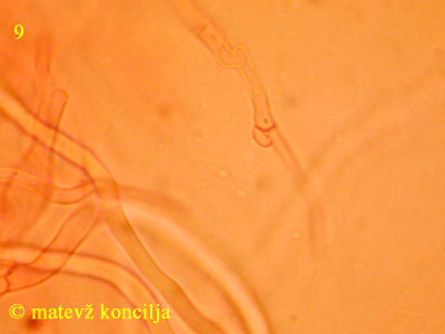 Antrodia albida - generative Hyphen