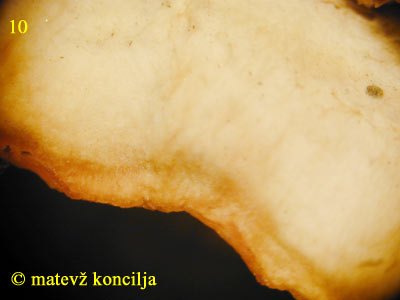 Antrodia albida - Hutoberfläche