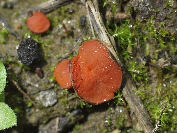 Aleuria cornubiensis - Roter Kurzhaarborstling
