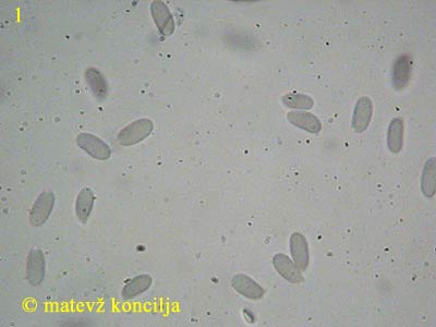 amylostereum areolatum - trosi
