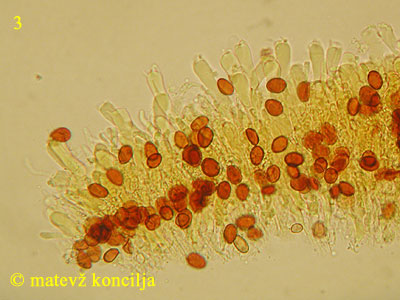 Coniophora arida - Hymenium