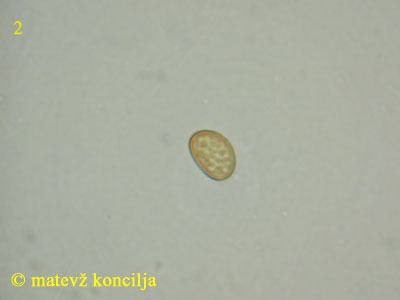 Coniophora arida - Spore