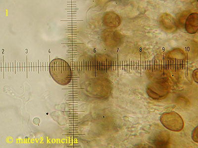Coniophora arida - Sporen