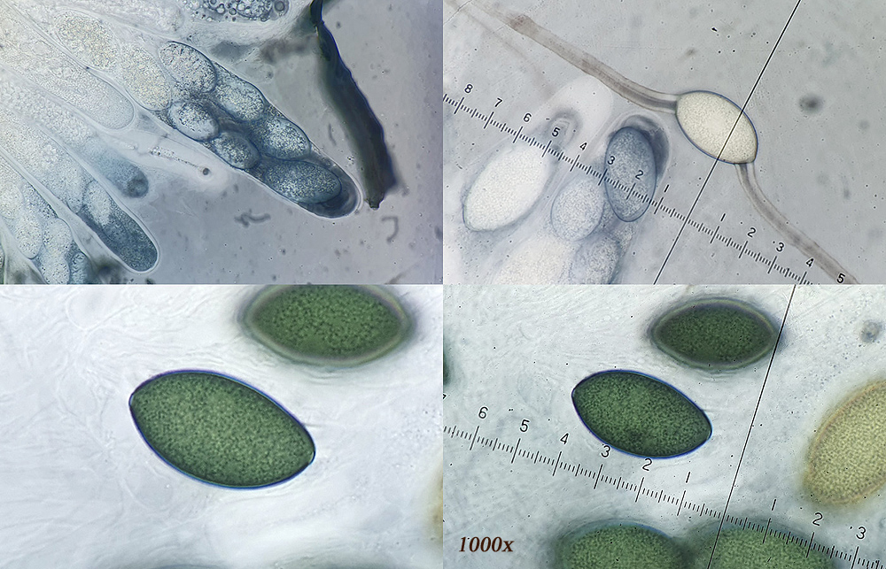 Arnium cervinum