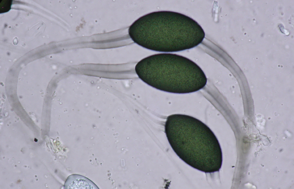 Arnium cervinum