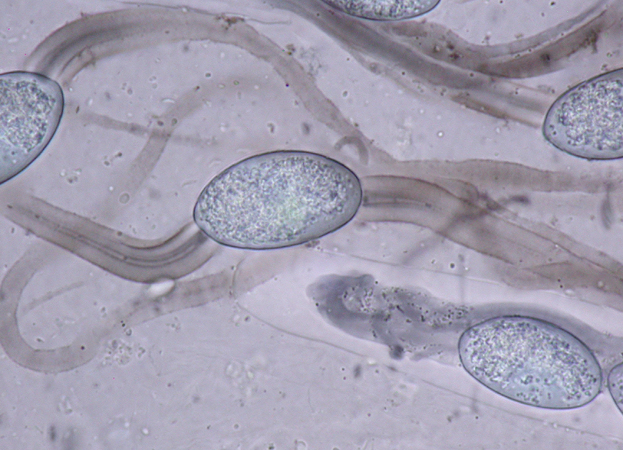 Arnium cervinum