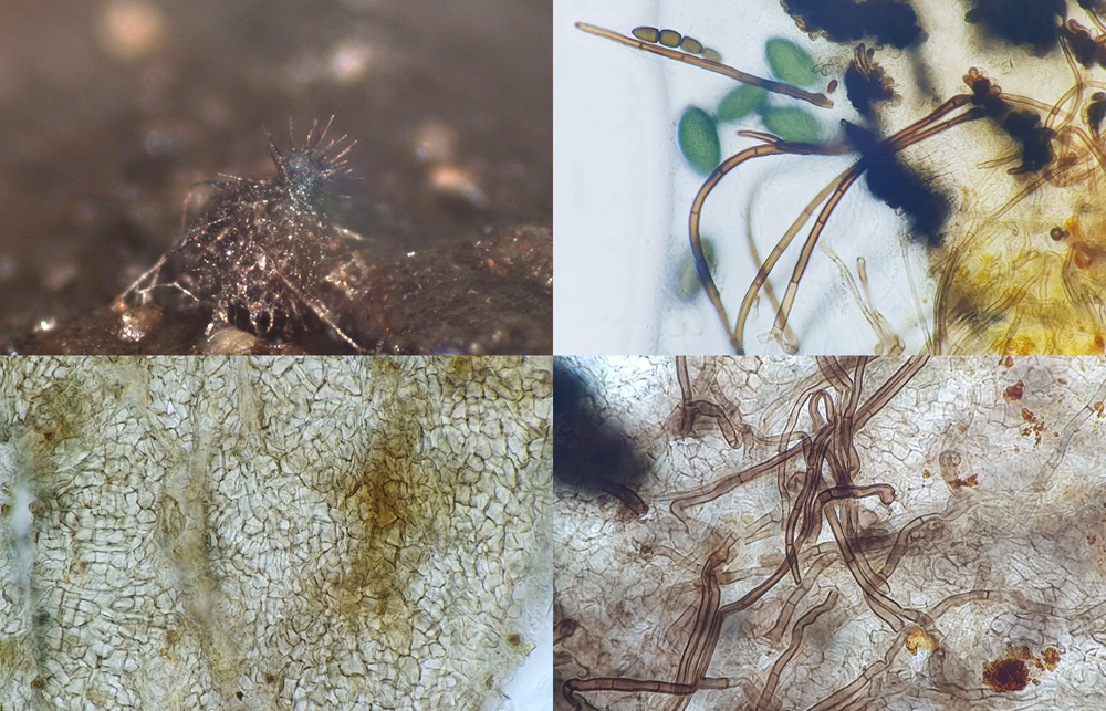 Arnium cervinum