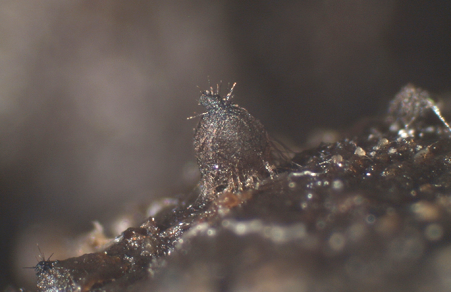 Arnium cervinum