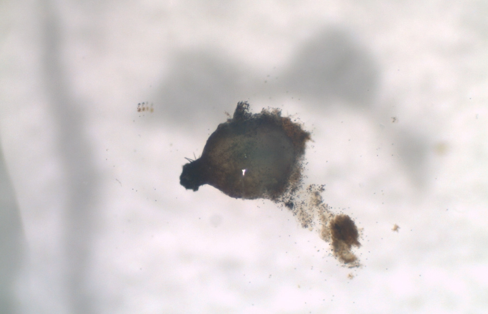 Arnium leporinum