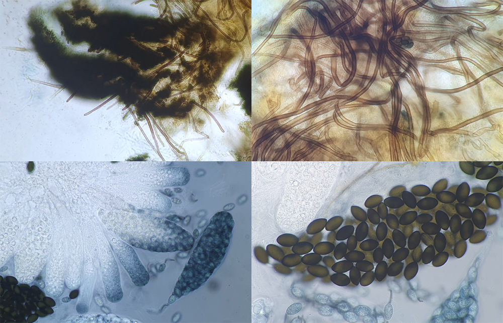 Arnium leporinum