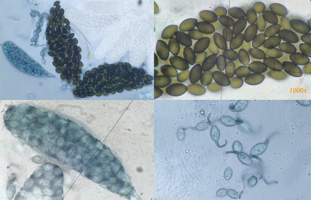 Arnium leporinum