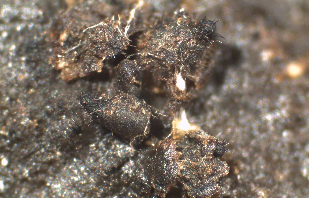 Arnium leporinum