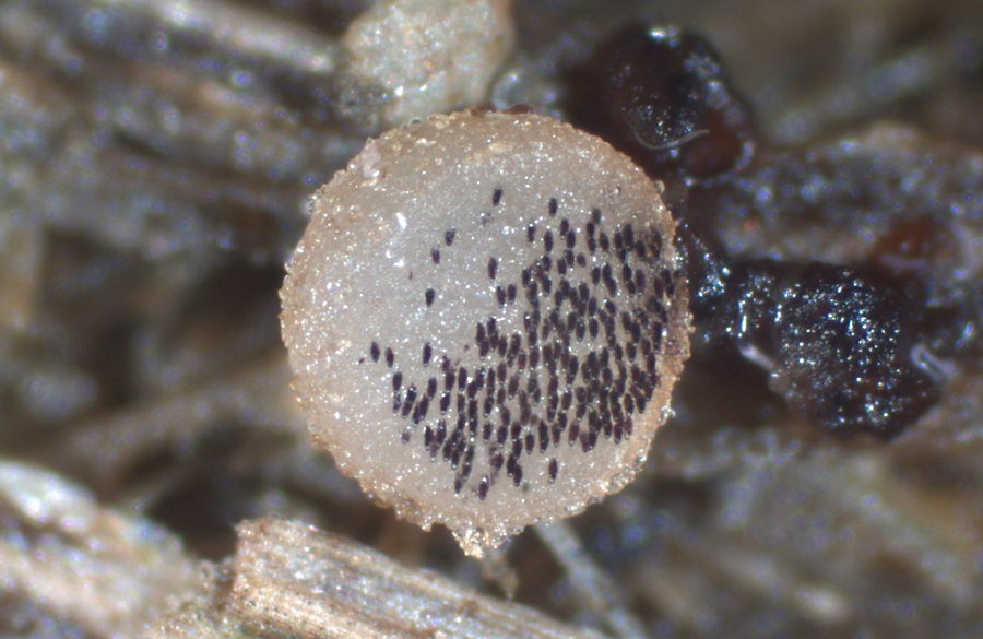 Ascobolus sacchariferus