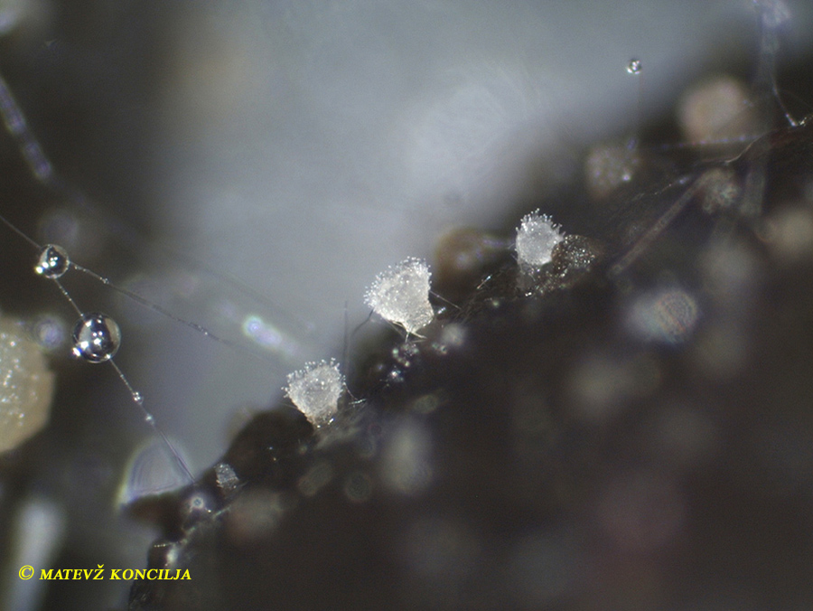 Ascozonus woolhopensis auf Rehdung