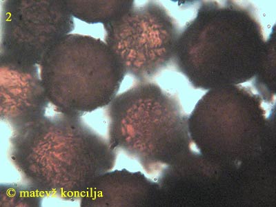elaphomyces asperulus - trosi