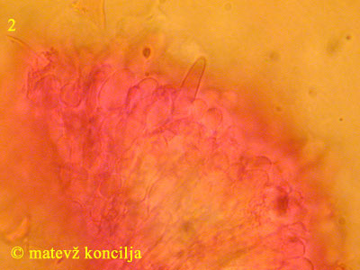 Xylodon asperus - Endhyphen