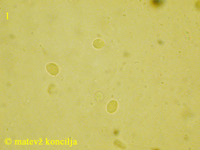 Xylodon asperus - Sporen