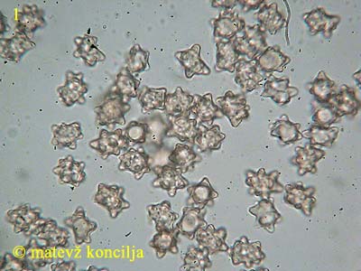 inocybe asterospora - Sporen