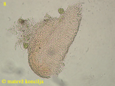 Orbilia aurantiorubra - apothecium
