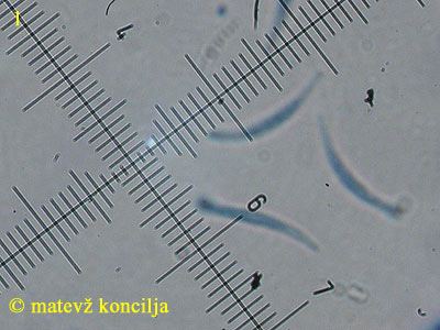 Orbilia aurantiorubra - Sporen