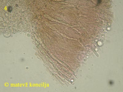Laxitextum bicolor - Gloeozystiden