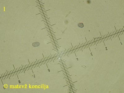 Laxitextum bicolor - Spore