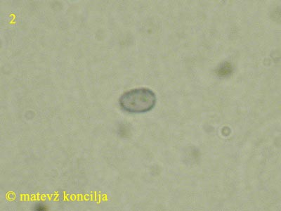 Laxitextum bicolor - Spore