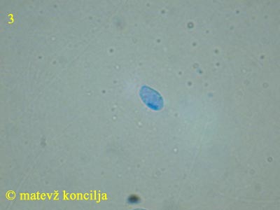 rhodocybe caelata - trosi