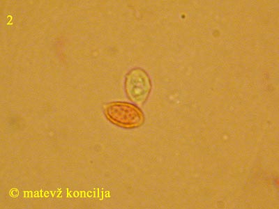 Clitopilus caelatus - Sporen