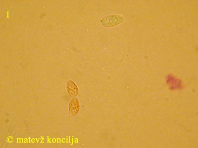 Clitopilus caelatus - Sporen