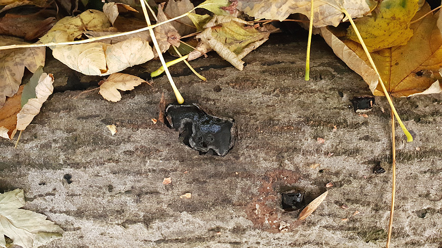 Camarops polysperma - Reichsporiger Kugelschwamm