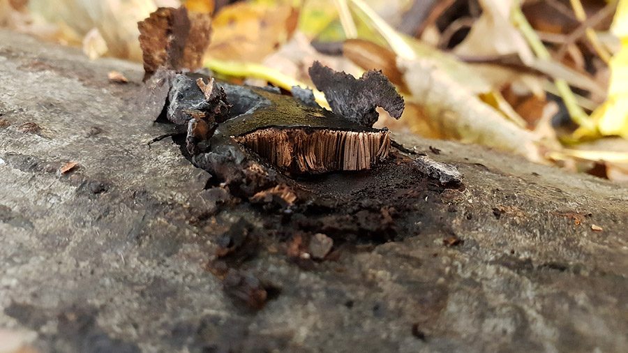 Camarops polysperma - Reichsporiger Kugelschwamm