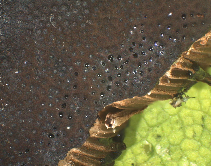 Camarops polysperma - Reichsporiger Kugelschwamm