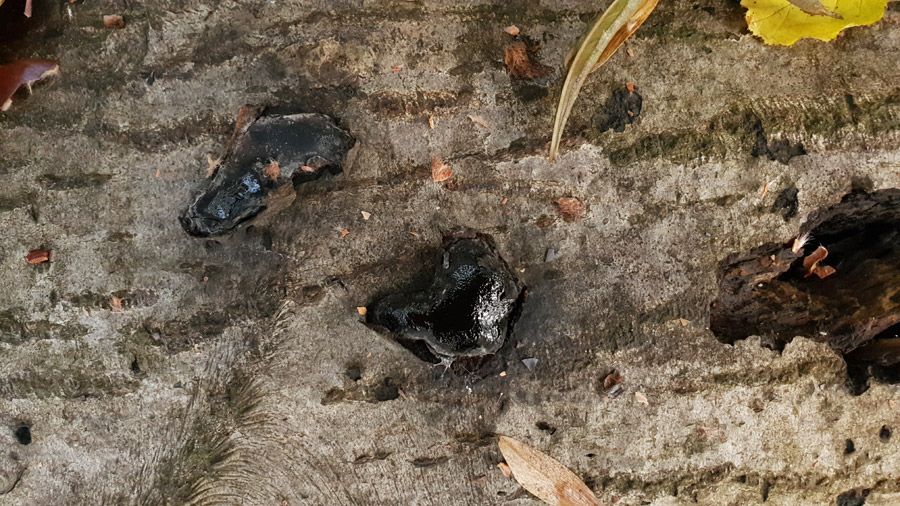 Camarops polysperma - Reichsporiger Kugelschwamm