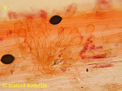 Panaeolus papilionaceus var. capitatocystis - kavlocistide