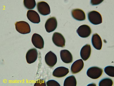 Panaeolus papilionaceus var. capitatocystis - trosi