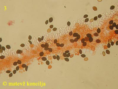 Panaeolus papilionaceus var. capitatocystis - ostrinka lističa