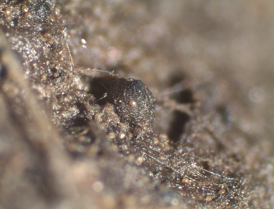 Cercophora brevifila