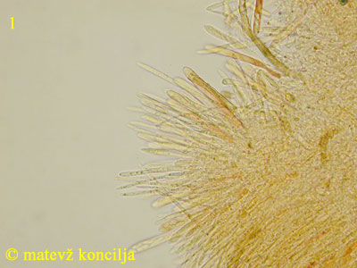 Neodasyscypha cerina - himenij